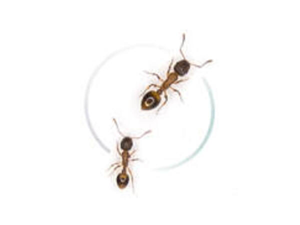 ants